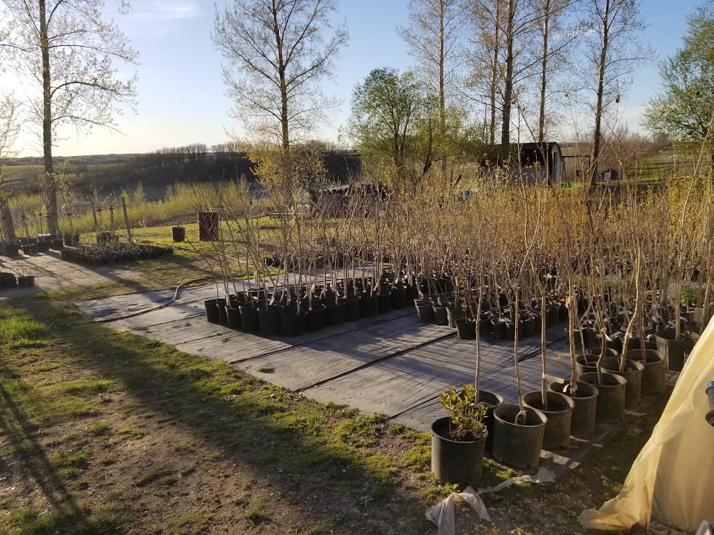 Koinonia Nursery | Box 51, Sidney, MB R0H 1L0, Canada | Phone: (204) 872-2255
