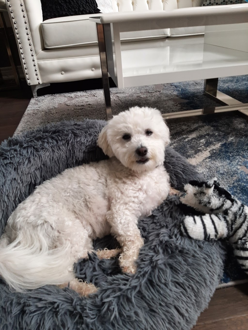 Fusion Pet Service | Magnolia Dr, Hamilton, ON L9C 5Z3, Canada | Phone: (905) 807-3346