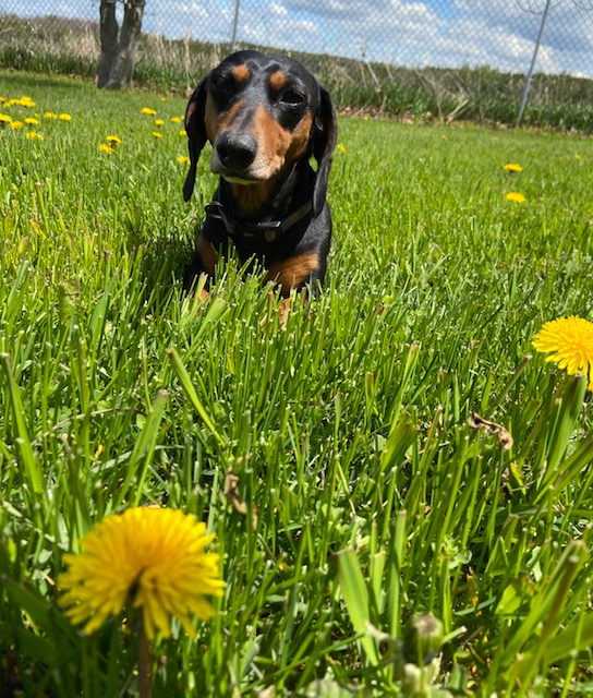 Uberdog Ranch | 155 N Bethesda Rd RR #1, Baltimore, ON K0K 1C0, Canada | Phone: (416) 421-2040