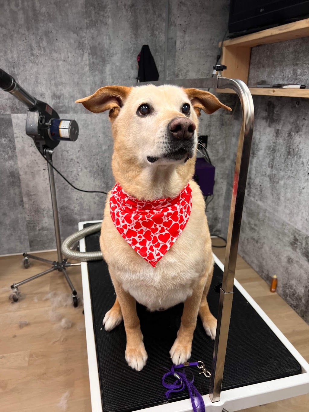 La wooferie spa canin | 329 Rue du Plateau, Sainte-Martine, QC J0S 1V0, Canada | Phone: (514) 246-4940