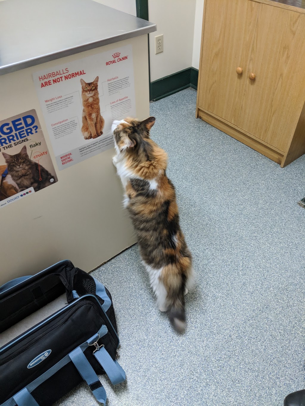 Stafford Animal Hospital | 39638 Hwy 41, Pembroke, ON K8A 6W4, Canada | Phone: (613) 732-1737