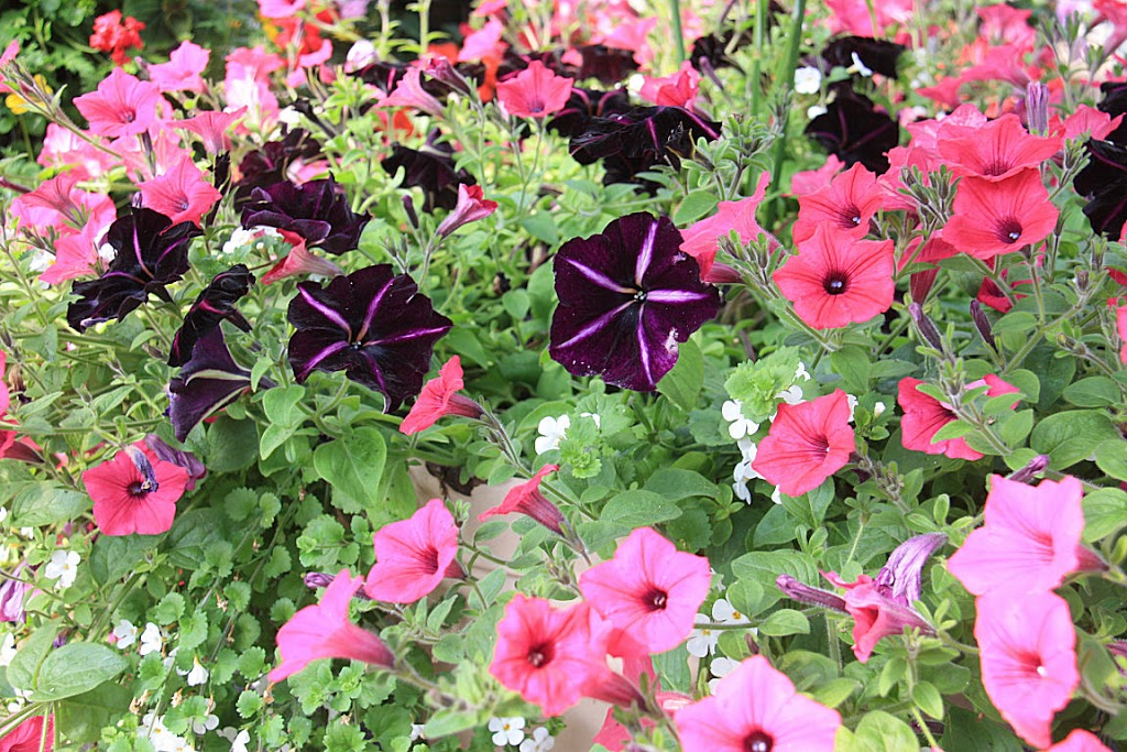 U & K Greenhouses Ltd | 5 Miles North of Indian Head on Highway 56 Call for Hours of Operation, Indian Head, SK S0G 2K0, Canada | Phone: (306) 695-2056