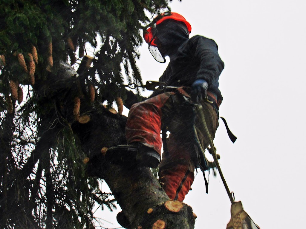 Aesthetic Tree & Hedge Services Brittania | 802 Britannia Way, Britannia Beach, BC V0N 1J0, Canada | Phone: (604) 716-7377
