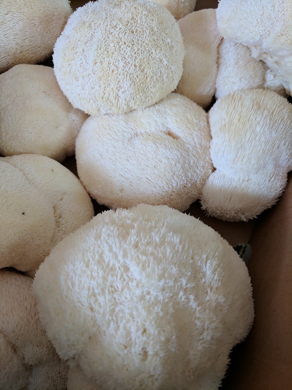 Mushroom Kingdom | 5278 248 St, Aldergrove, BC V4W 1A7, Canada | Phone: (778) 551-0909
