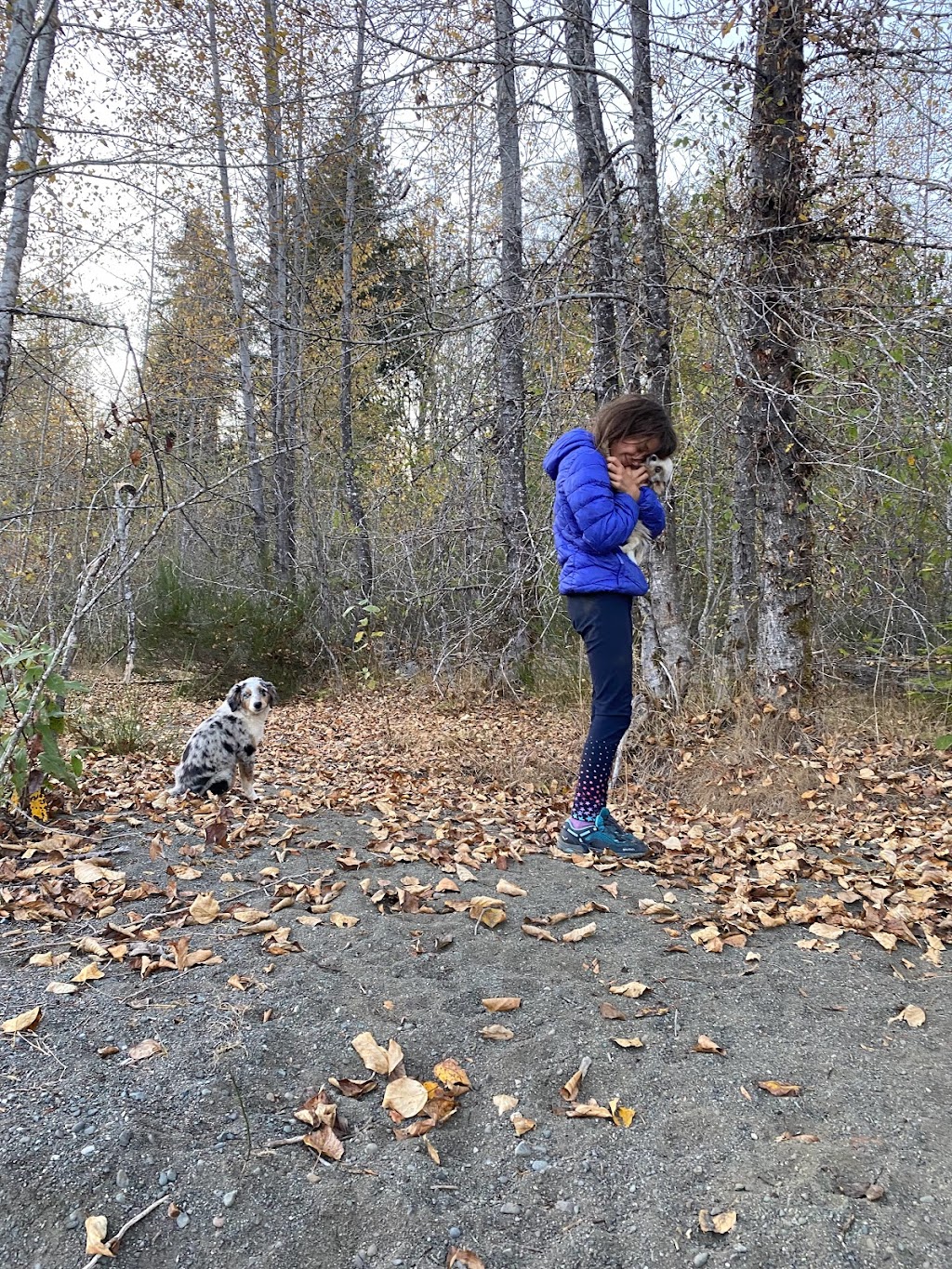 Ravine Acres Miniature Australian Shepherds | Box 258, Merville, BC V0R 2M0, Canada | Phone: (780) 387-8697