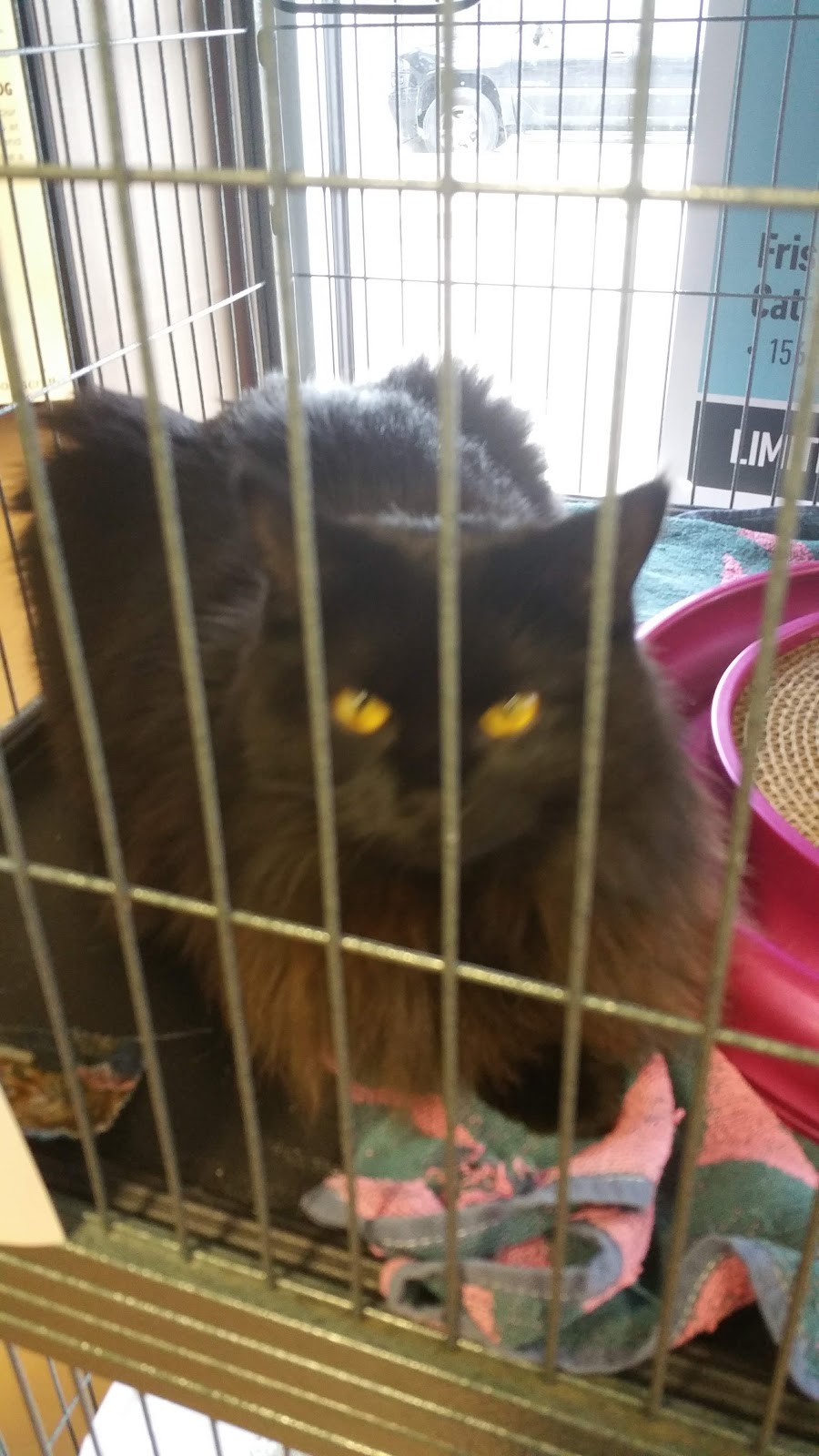 Pet Valu | 3505 Upper Middle Rd, Burlington, ON L7M 4C6, Canada | Phone: (905) 331-7982