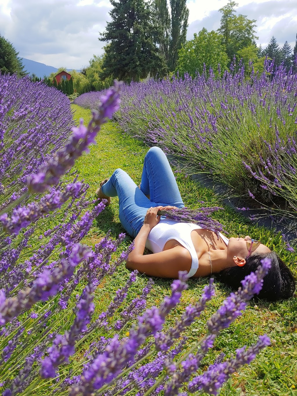 Greendale Lavender Company | 42050 S Sumas Rd, Chilliwack, BC V2R 4W3, Canada | Phone: (604) 615-2343