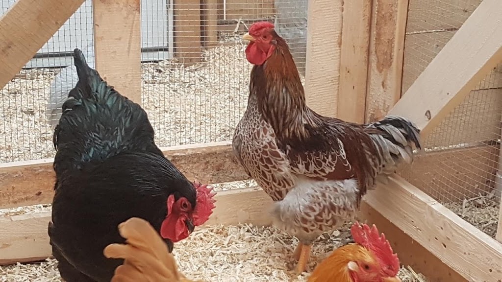 Belding Hill Farms | 404 Ravine Rd, Norton, NB E5N 7S9, Canada | Phone: (506) 832-3752