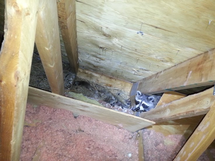 Skedaddle Humane Wildlife Control | 7510 Flewellyn Rd, Stittsville, ON K2S 1B6, Canada | Phone: (613) 231-2222