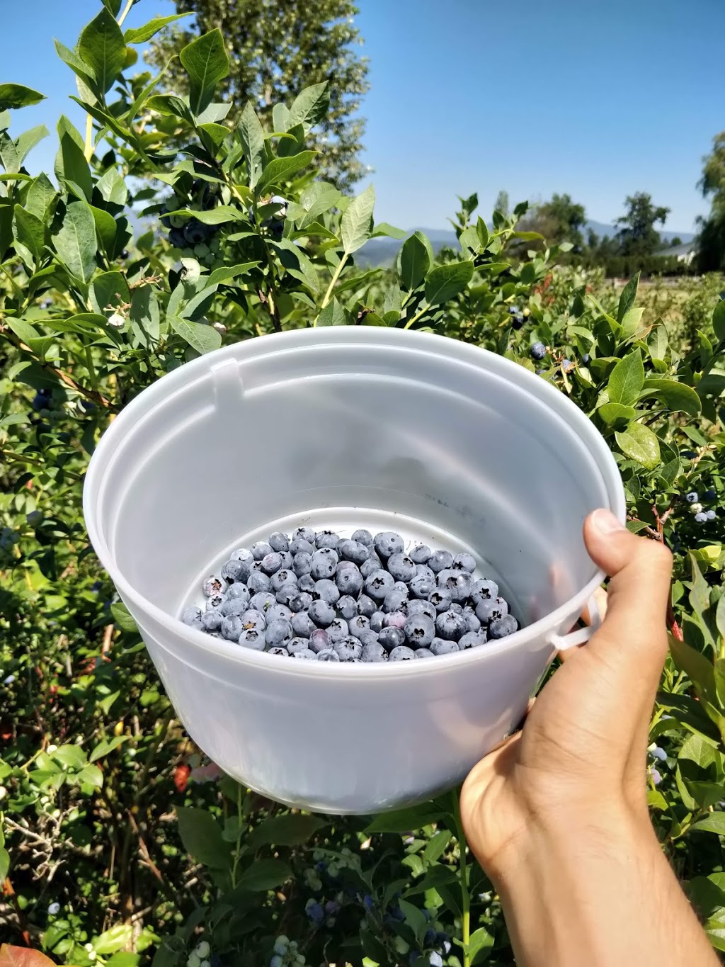 S & S Sandhu Blueberry Farm | 13420 Neaves Rd, Maple Ridge, BC V4R 2R9, Canada | Phone: (604) 465-1997