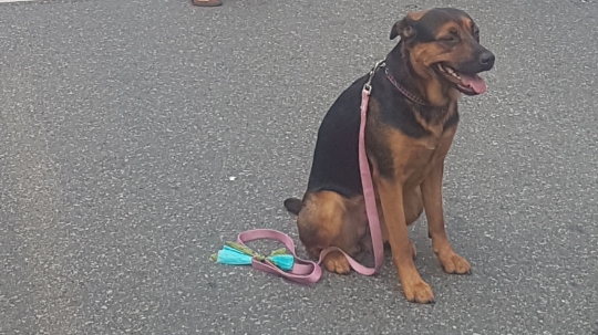 For Pup Sake Dog Training | 622 Hwy 52 N, Lynden, ON L0R 1T0, Canada | Phone: (289) 244-4432