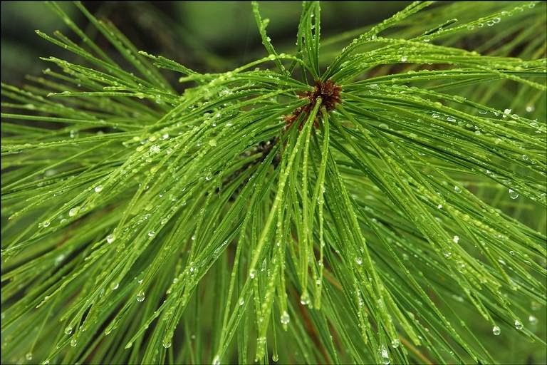 Evergreen Cleaning | 1500 Spring Creek Dr, Whistler, BC V0N 1B1, Canada | Phone: (604) 966-8404