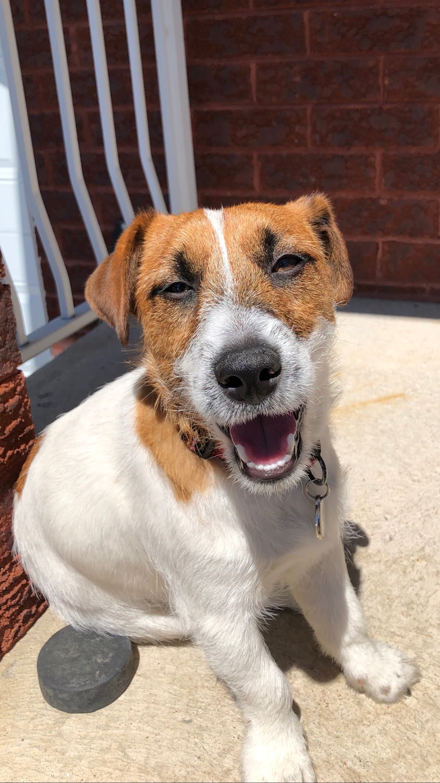 Valentina Jack Russell Terrier | 982 QC-317, Thurso, QC J0X 3B0, Canada | Phone: (819) 983-6665
