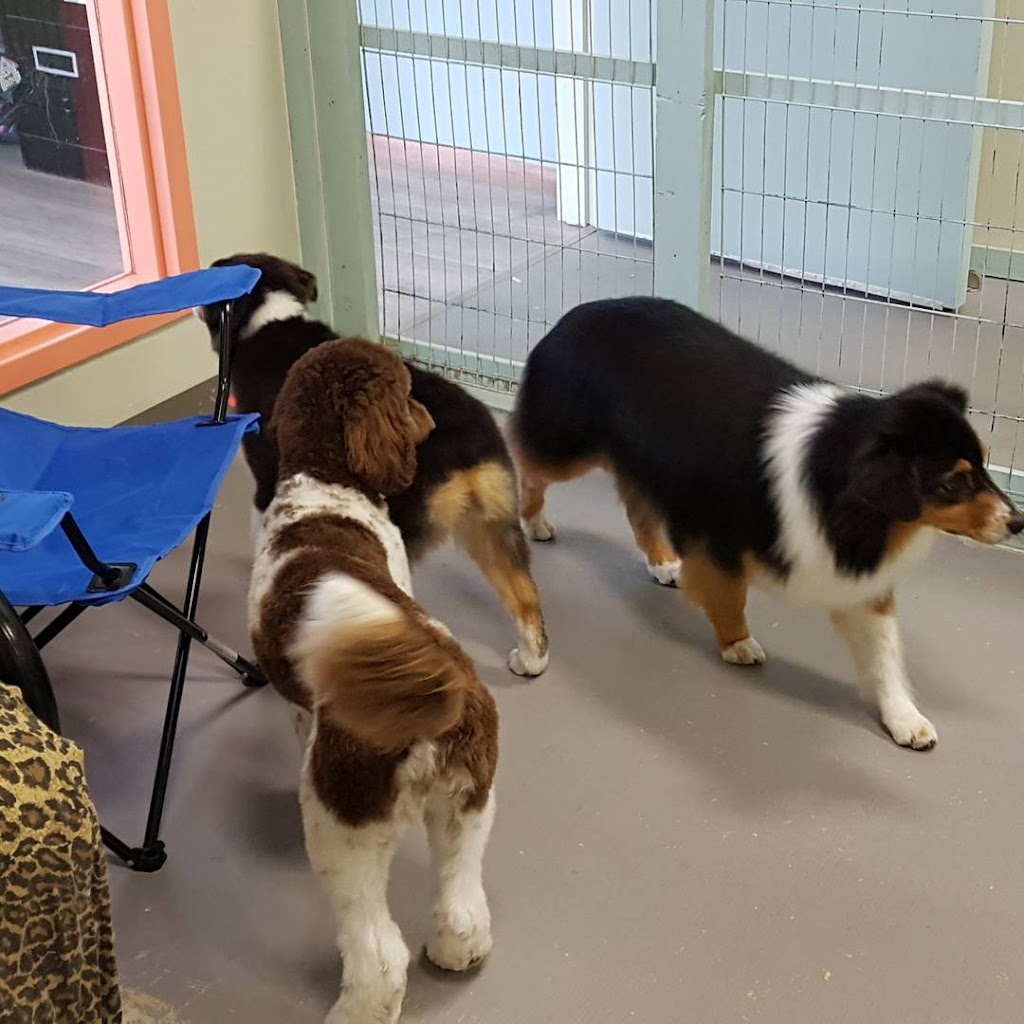 All About Grooming | 727 Speedvale Ave W, Guelph, ON N1K 1E6, Canada | Phone: (519) 824-2724