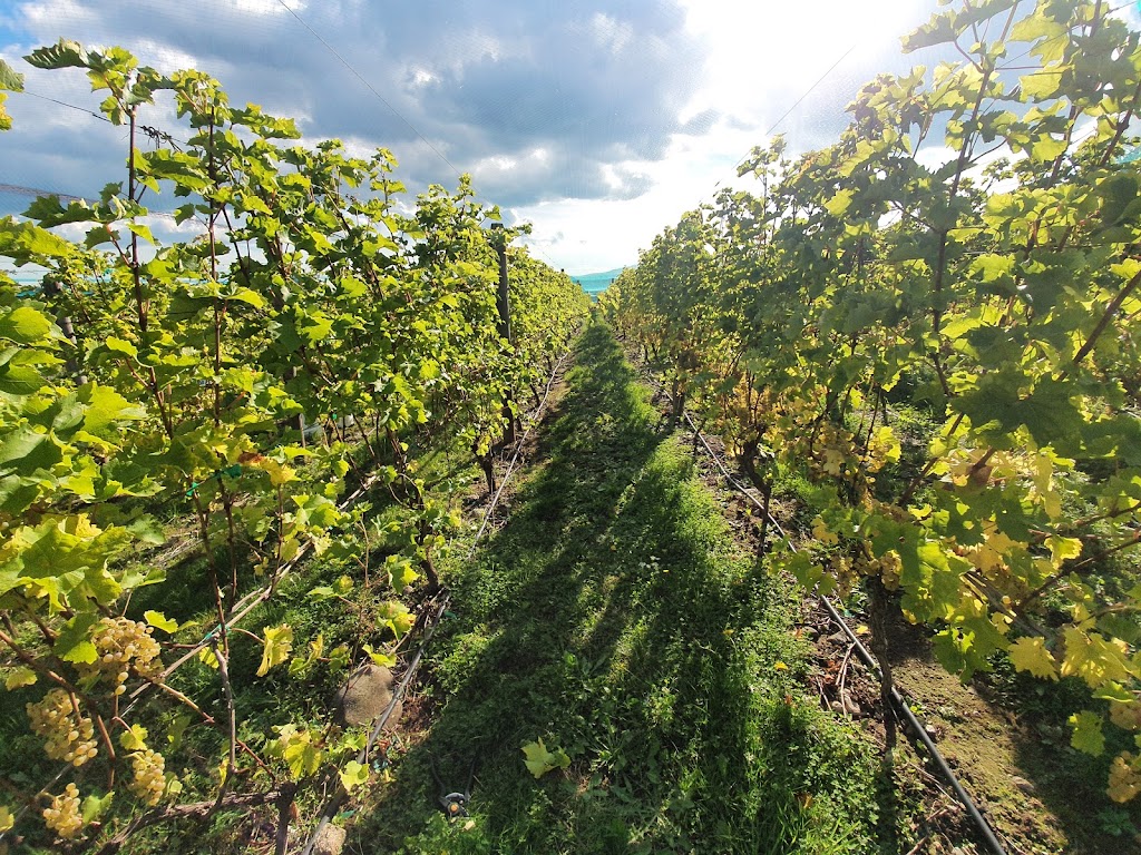 Mount Newton Seed Orchard | 1450 Mt Newton Cross Rd, Saanichton, BC V8M 1S1, Canada | Phone: (250) 652-4211