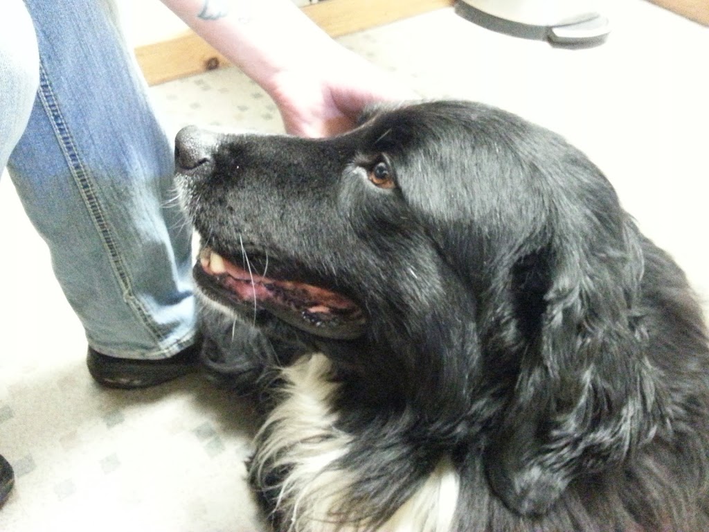 Derby Pond Animal Hospital | 2757 US-5, Derby, VT 05829, USA | Phone: (802) 766-2222