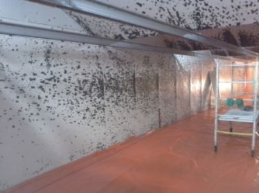 Decontamination IGR | 200 Rue des PME, Sherbrooke, QC J1C 0R2, Canada | Phone: (819) 563-1557