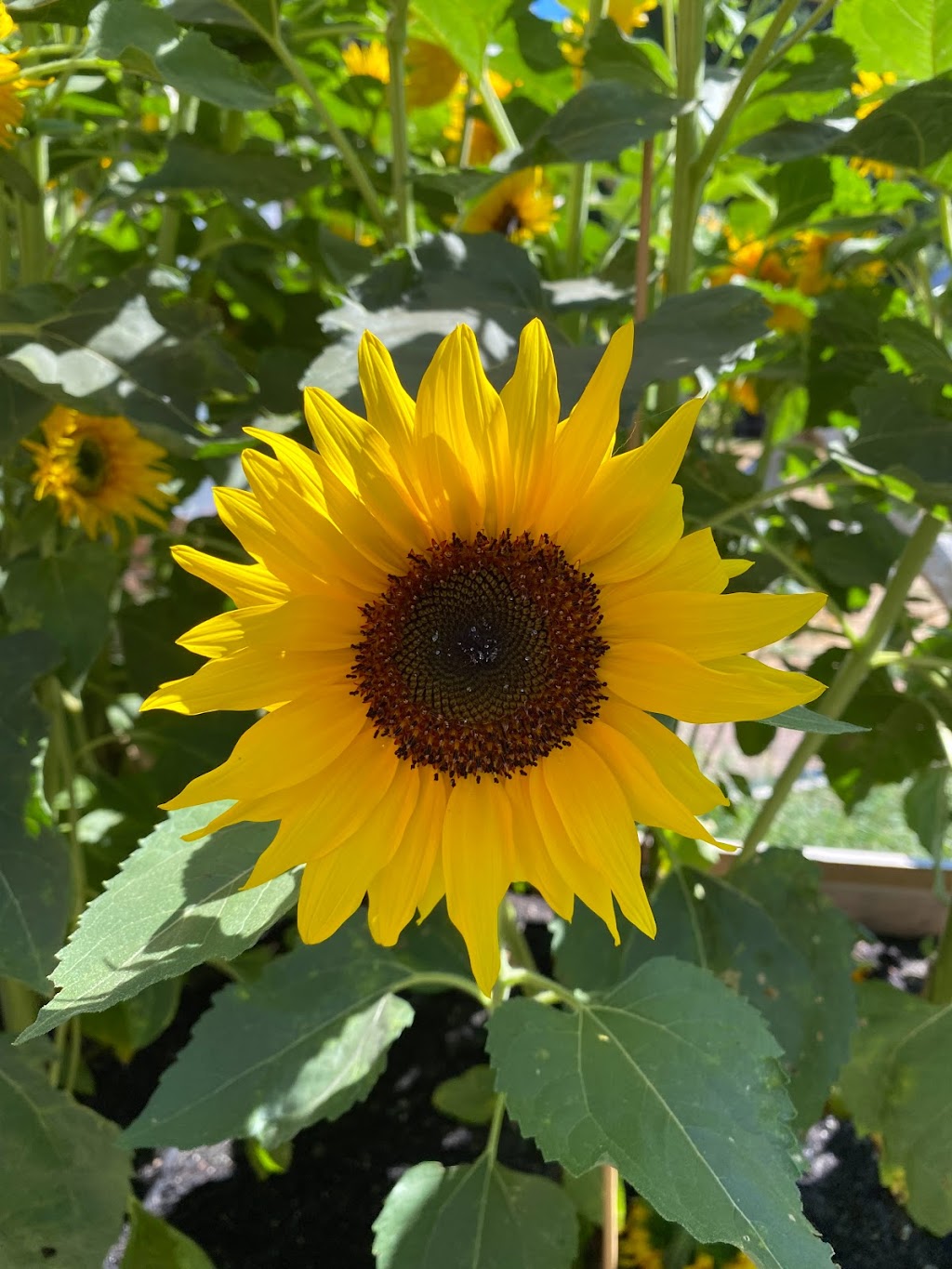 Rumba Family Farm | 3469 Stellar Pl, Roberts Creek, BC V0N 2W1, Canada | Phone: (604) 989-1987