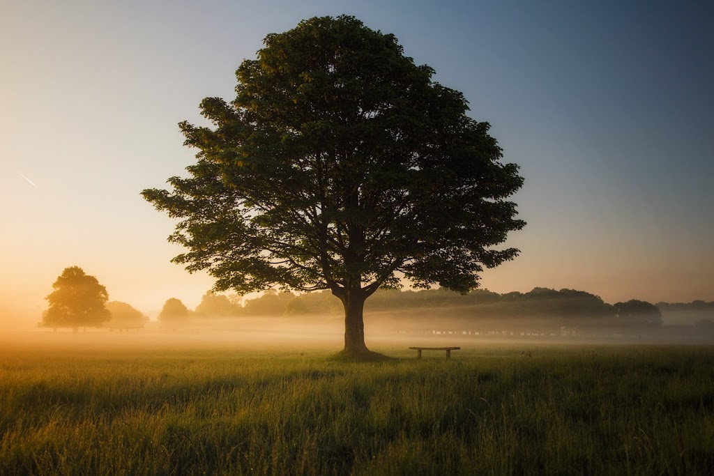 Barrhaven Tree Service | 2010 Seeleys Bay St, Nepean, ON K2J 5P5, Canada | Phone: (343) 312-7822