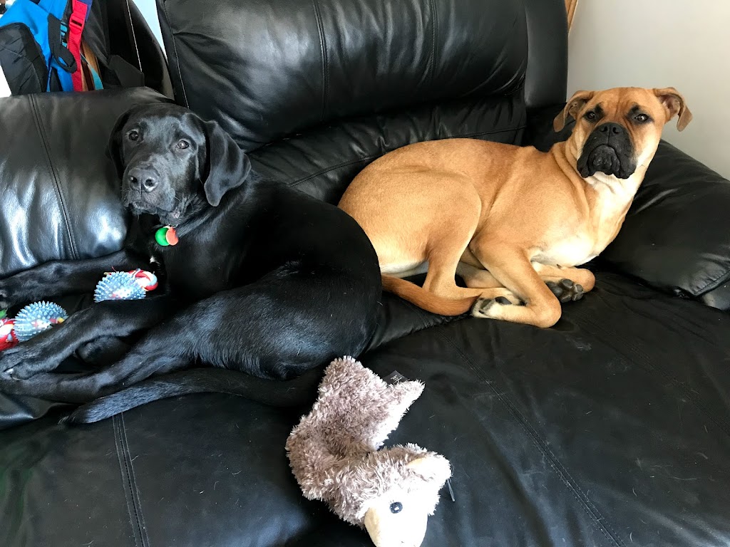 Oxford Animal Hospital | 15154 127 St NW, Edmonton, AB T6V 0C5, Canada | Phone: (780) 705-2131