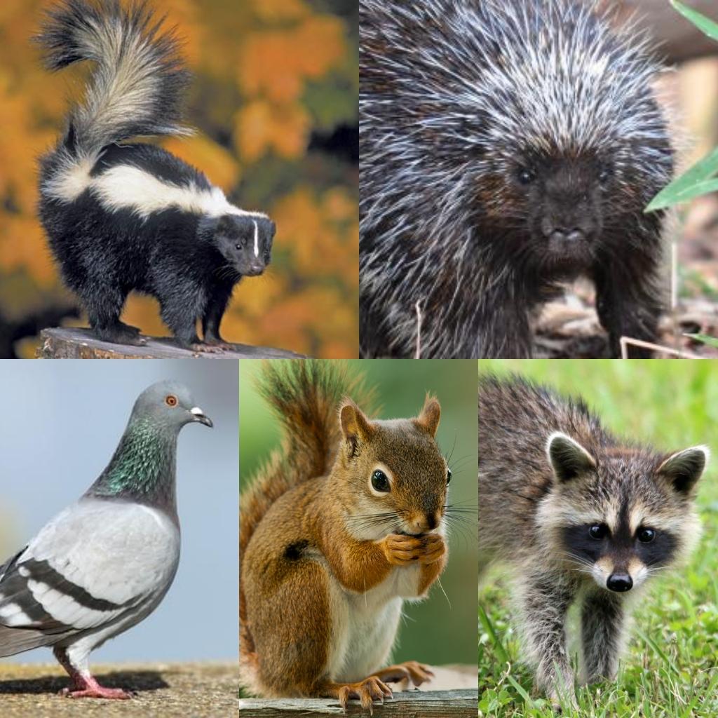 Lex Affordable Pest Control | 411 1717 60 St SE, Calgary, AB T2A 7Y7, Canada | Phone: (403) 466-1499
