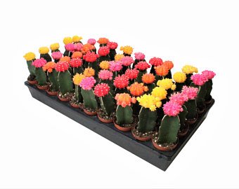 Geoponics Inc. | Indoor Plants Shop | 7125 Pacific Cir, Mississauga, ON L5T 2A5, Canada | Phone: (905) 795-2456