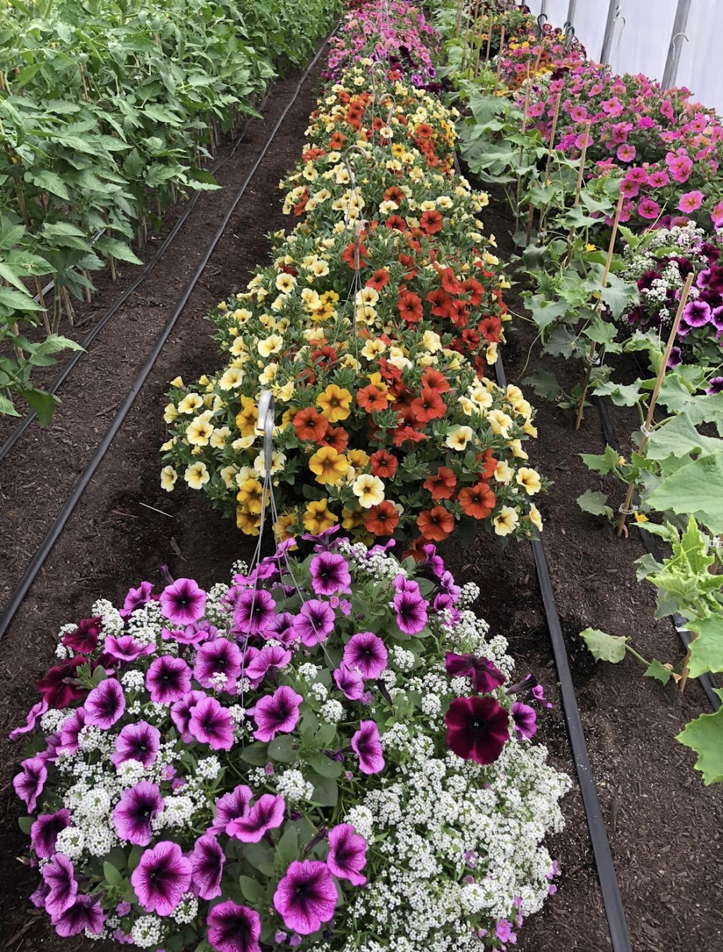 MacVicar Family Growers | 1889 Nicolls Rd, Merritt, BC V1K 1N7, Canada | Phone: (250) 936-8186