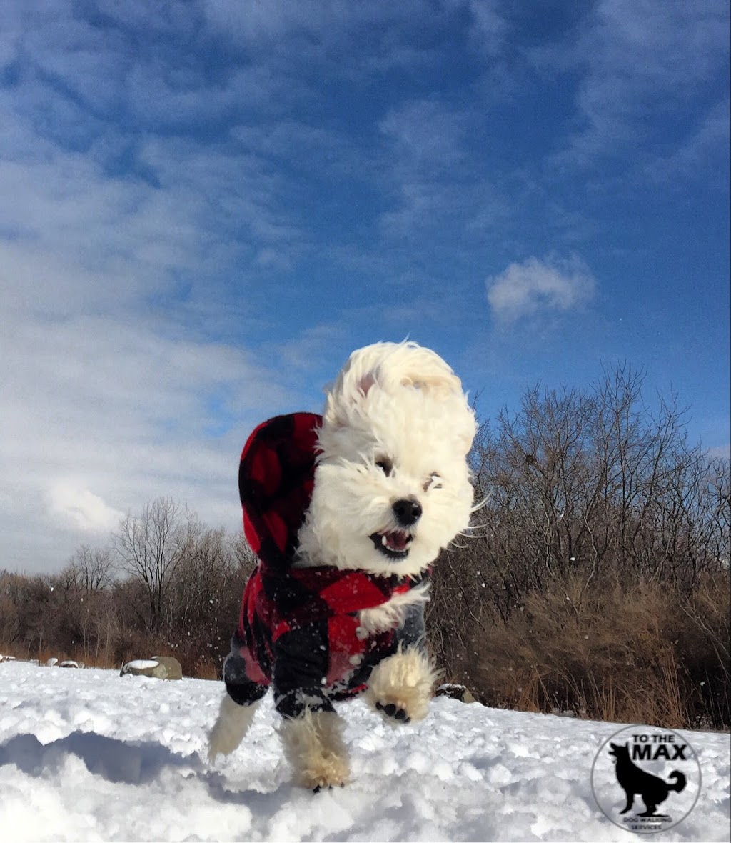 To The MAX - Dog Walking Services | 9 Barrhead Crescent, Etobicoke, ON M9W 3Z2, Canada | Phone: (416) 574-7848