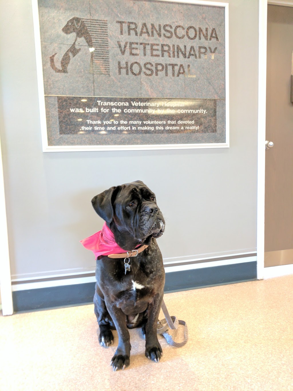 Transcona Veterinary Hospital | 501 Pandora Ave W, Winnipeg, MB R2C 1M8, Canada | Phone: (204) 222-5251