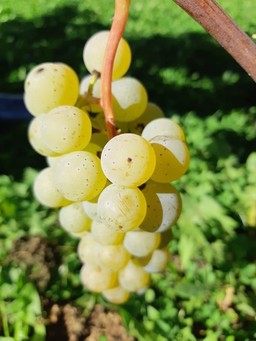 Vignoble Morou | 238 Chem. Louis Cyr, Napierville, QC J0J 1L0, Canada | Phone: (450) 245-7569