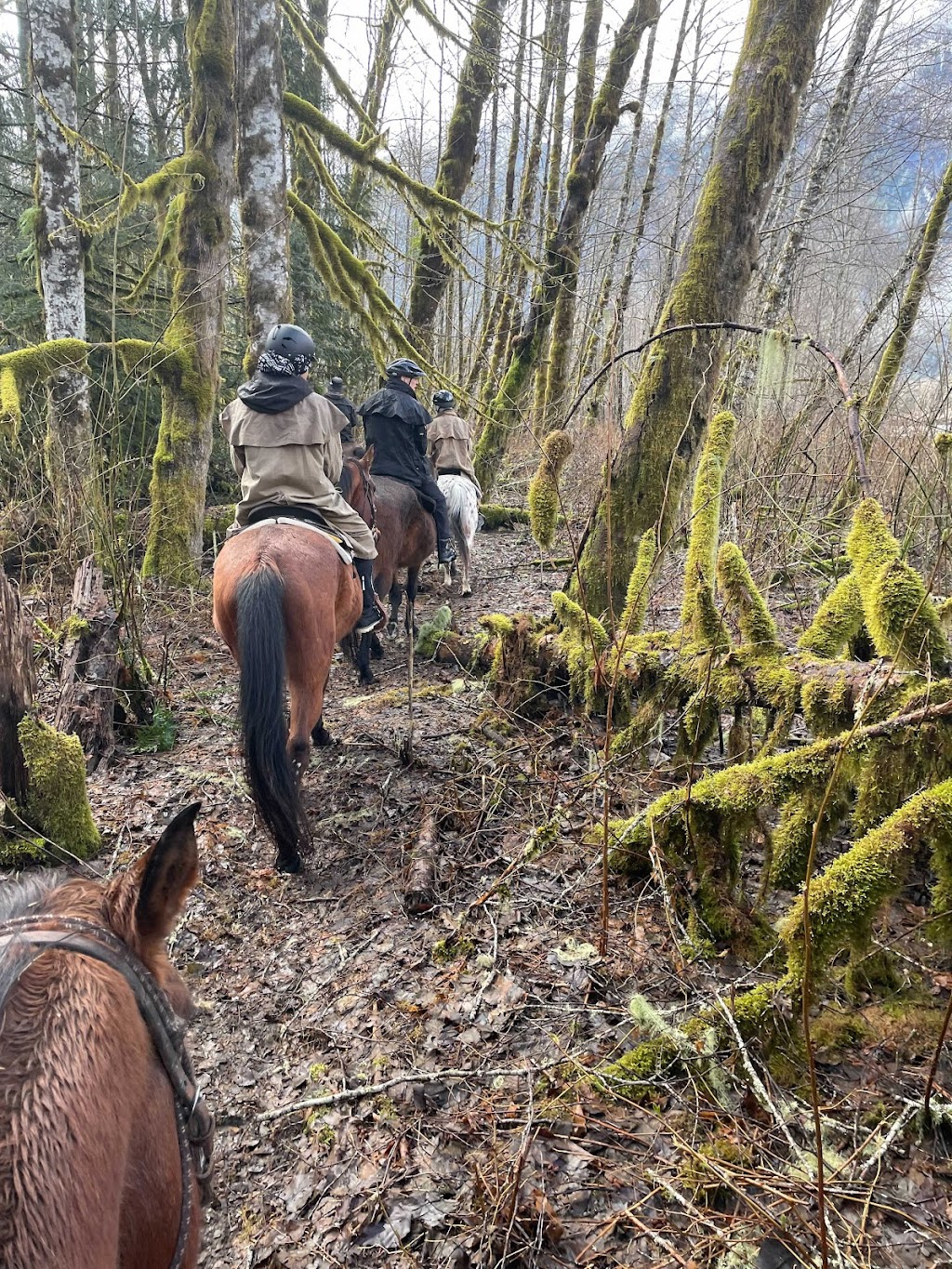 Squamish River Horse Adventures - SRHA | 15986 Squamish Valley Rd, Brackendale, BC V0N 1H0, Canada | Phone: (604) 905-8565