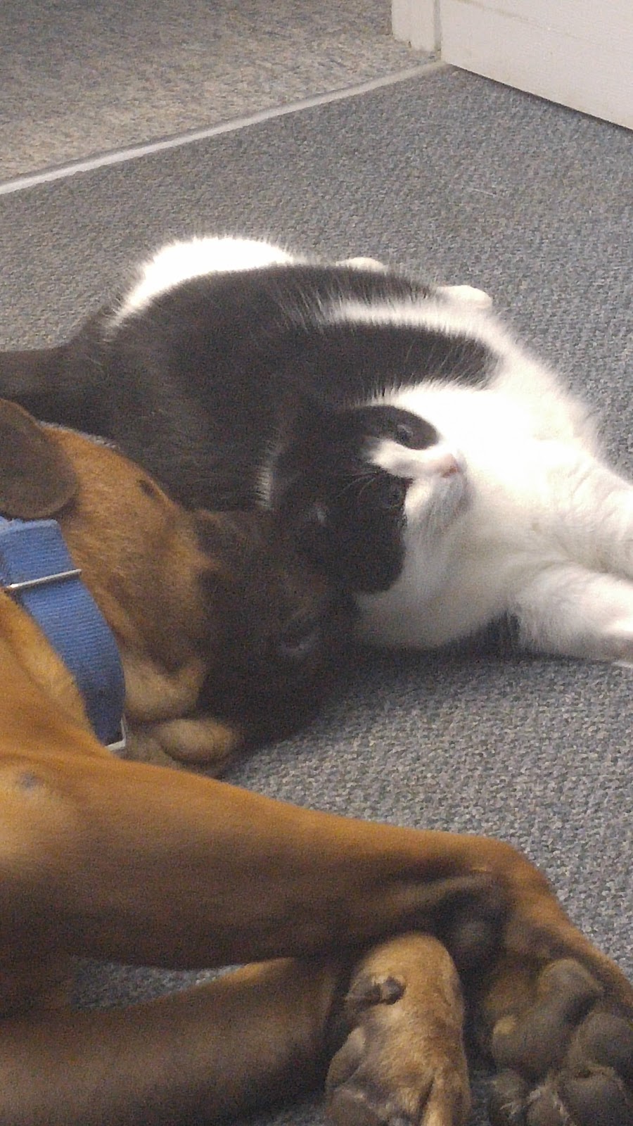 The Pet Stop | 600 Doon Village Rd, Kitchener, ON N2P 1G6, Canada | Phone: (519) 748-2333