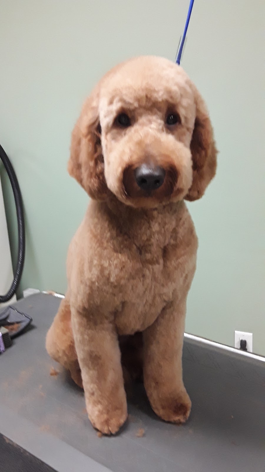 Dog Grooming By Cherie | 1824 Alberni Hwy, Coombs, BC V0R 1M0, Canada | Phone: (250) 702-8707