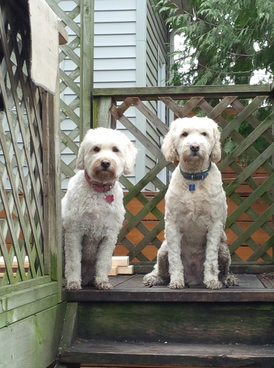 Pets in the Country | 67 Concession Rd 6 E, Millgrove, ON L8B 1L9, Canada | Phone: (905) 807-7902