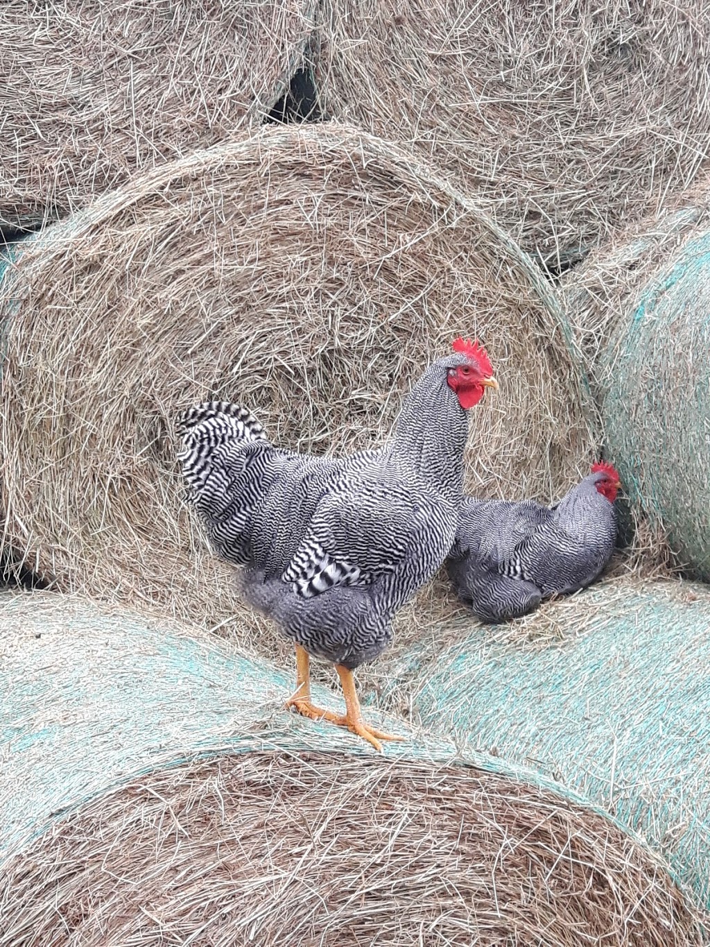 EIEIO Farm and Greenhouses | 503 Cornwall Rd, Blockhouse, NS B0J 1E0, Canada | Phone: (902) 624-9636
