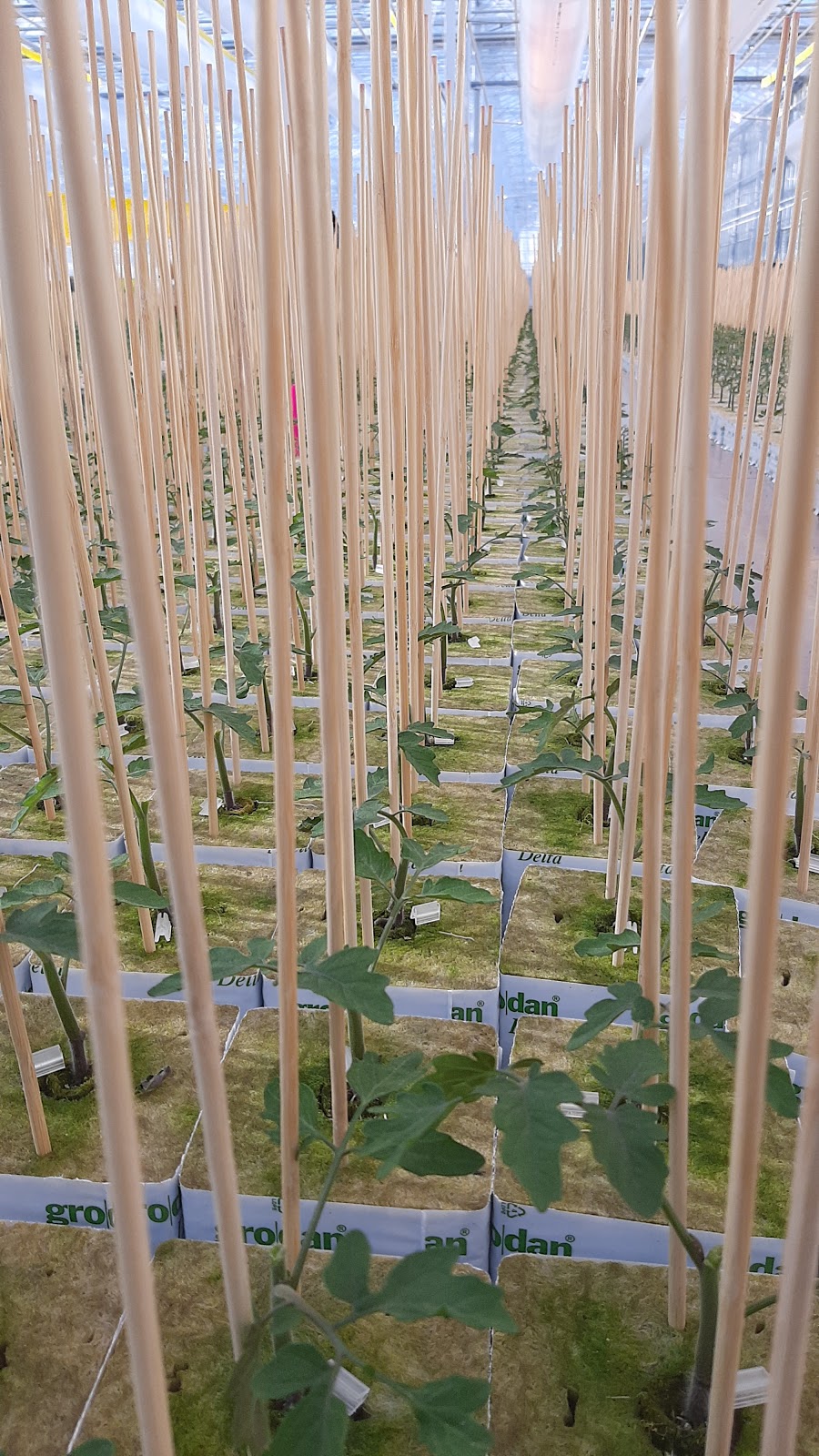 Roelands Plant Farms Inc | 5894 Douglas Line, Lambton Shores, ON N0N 1J5, Canada | Phone: (519) 786-6001
