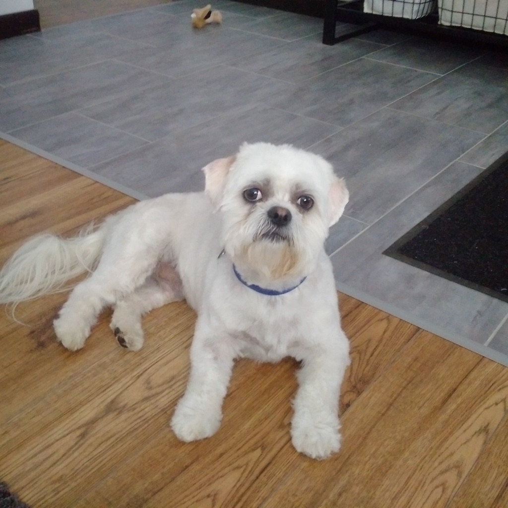From Dusk Till Dawg Pet Services | 130 Auburn Meadows View SE, Calgary, AB T3M 2P3, Canada | Phone: (403) 605-7627