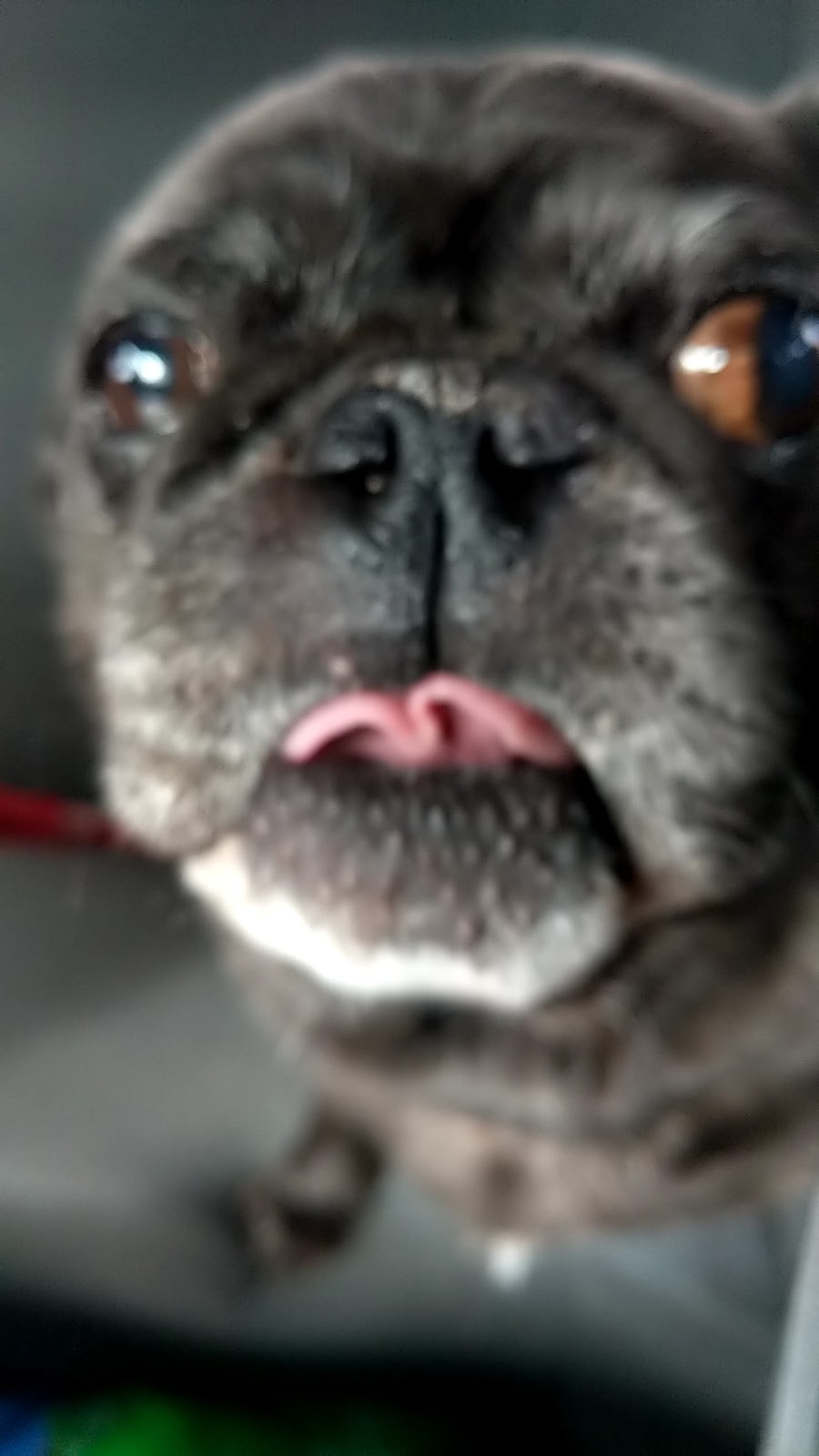 Wingrove Veterinary Svc | 8737 Wellington Rd 124, Guelph, ON N1H 6H7, Canada | Phone: (519) 856-9541