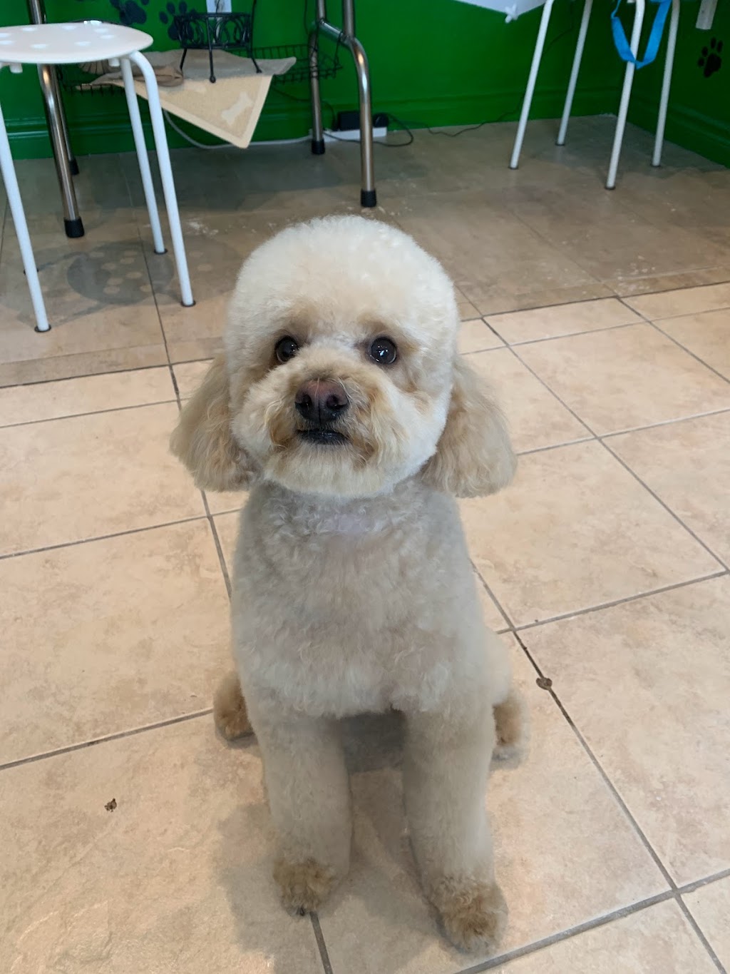 Wooflet Dog Grooming | 9218 Yonge St Unit 6, Richmond Hill, ON L4C 7A2, Canada | Phone: (416) 666-8714