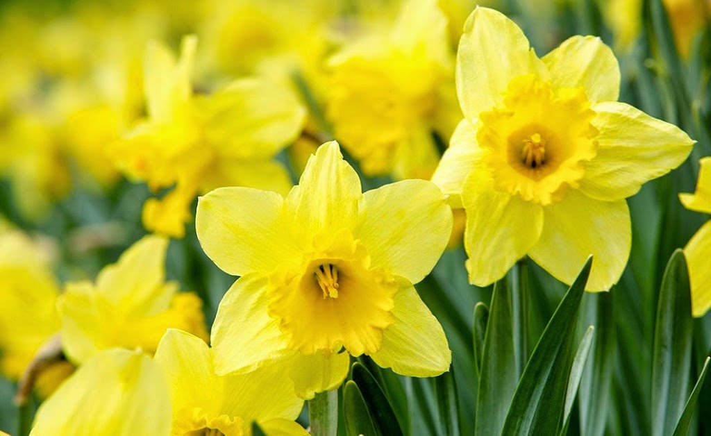 Fleuriste Aux Fleurs du Temps Québec | 1245 Ch Ste-Foy, Québec, QC G1S 4P2, Canada | Phone: (418) 683-3033