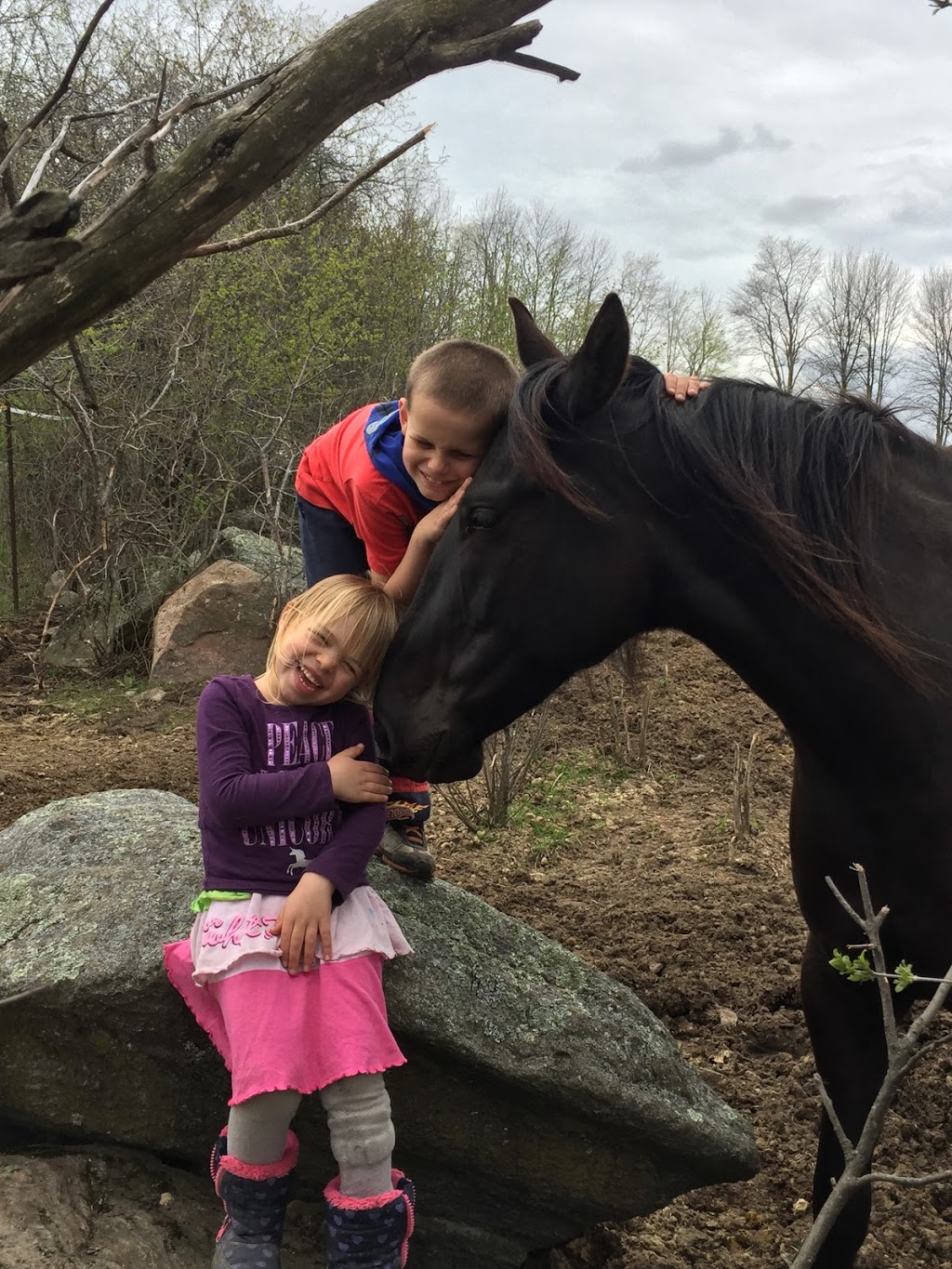 Talisman Equestrian | 4560 Hwy 7, Omemee, ON K0L 2W0, Canada | Phone: (705) 799-2581