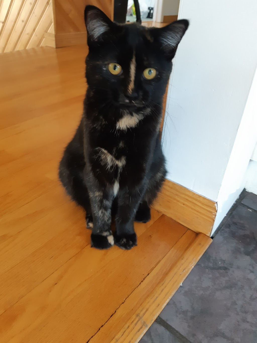 Bureau Veterinaire Du Vieux-Saurel | 191 Rue Victoria, Sorel-Tracy, QC J3P 1Z4, Canada | Phone: (450) 743-7478