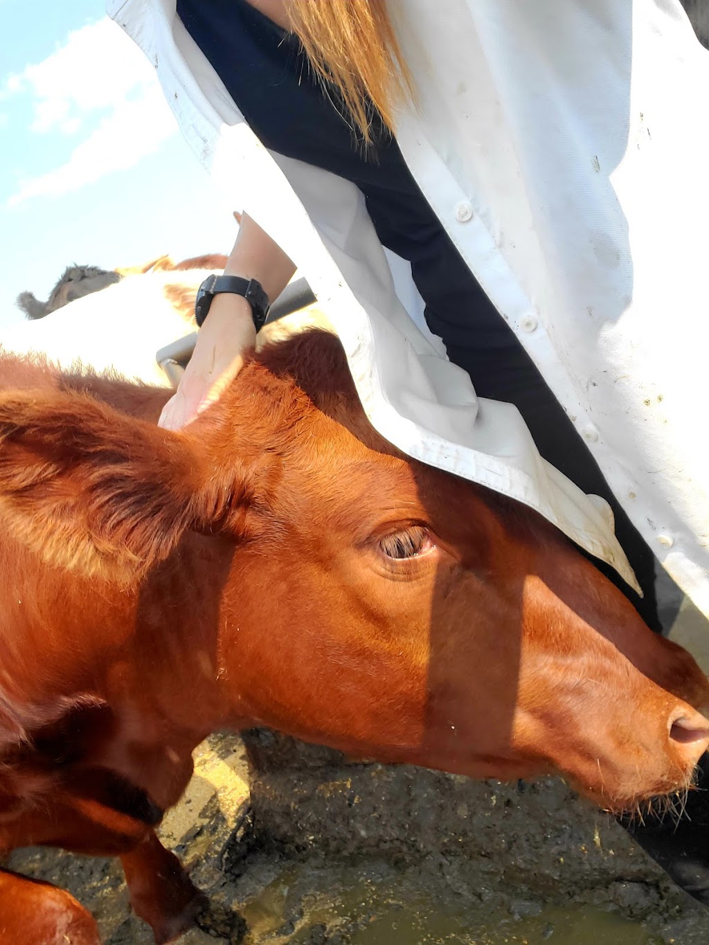 Grandview Cattle Feeders - South Lot | Range Rd 224, Shaughnessy, AB T0K 2A0, Canada | Phone: (403) 732-4222