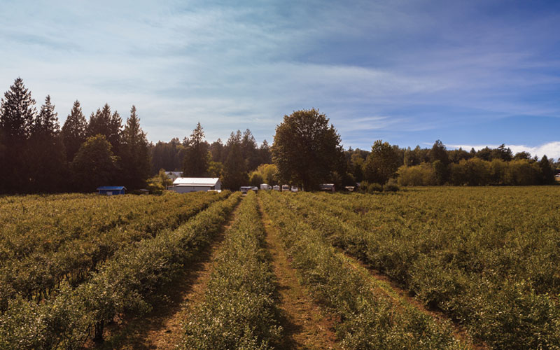 H & A Ross Farm | 30151 Downes Rd, Abbotsford, BC V4X 1Z8, Canada | Phone: (604) 856-1465