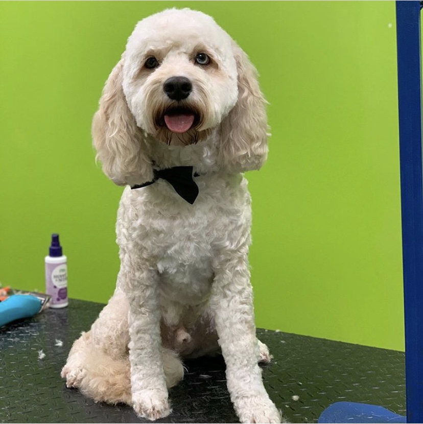 Pet Purfect | 5325 Harvester Rd, Burlington, ON L7L 5K4, Canada | Phone: (289) 348-5735