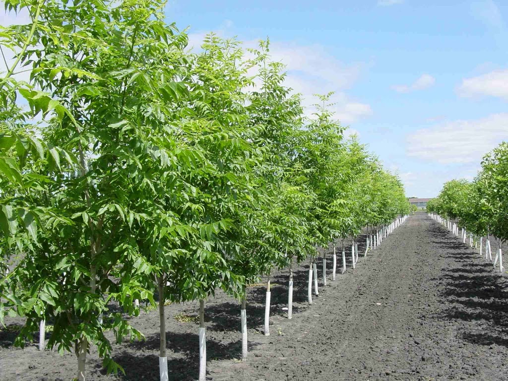 Aubin Nurseries Ltd | 1 & 1/2 miles east of Carman on Hwy #3 Municipal Civic Address: 22101, Carman, MB R0G 0J0, Canada | Phone: (204) 745-6703