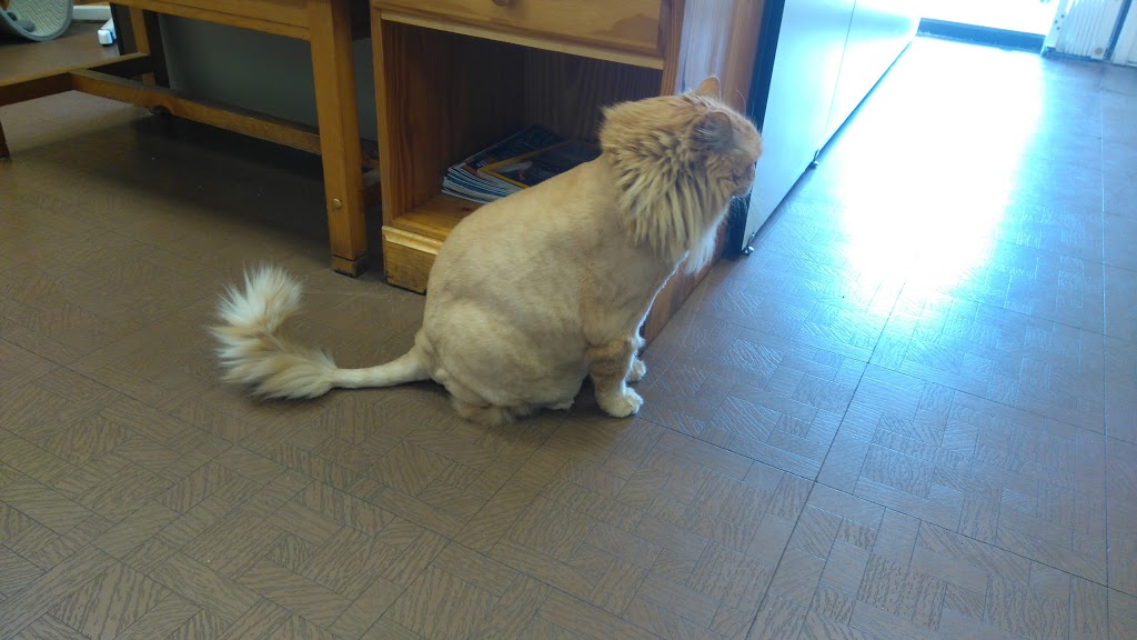 Bridletowne Warden Animal Hospital | 2261 Warden Ave, Scarborough, ON M1T 1V5, Canada | Phone: (416) 491-8706
