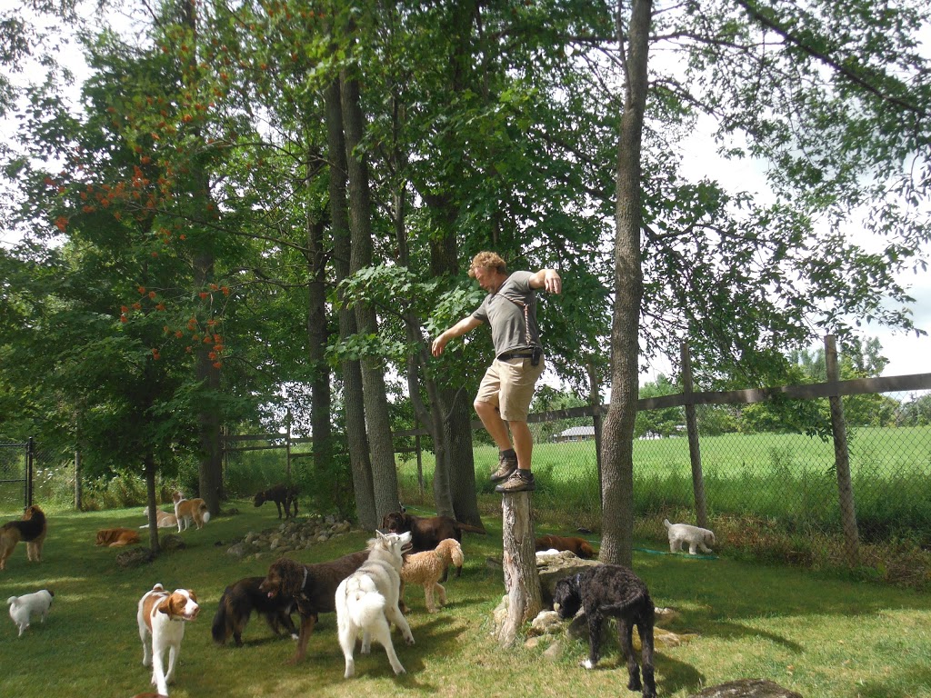 Camp Canine | 12195 Fourth Line Nassagaweya, Rockwood, ON N0B 2K0, Canada | Phone: (519) 856-0355