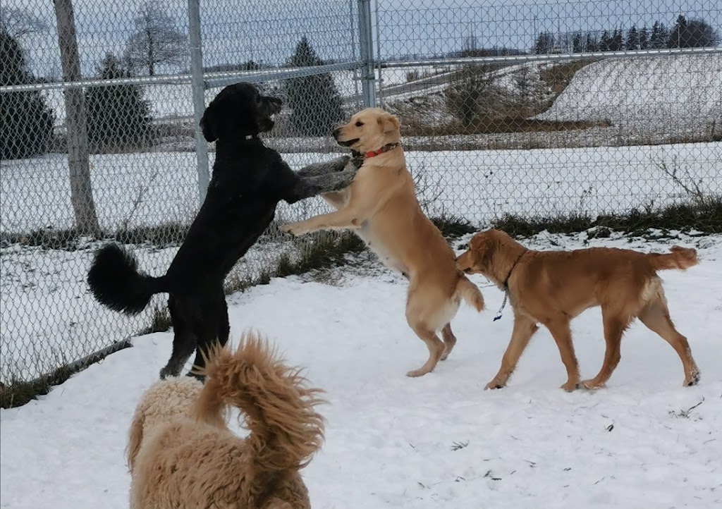 Country Creek Pet Hotel and Playground | 246 Sideroad 10 S, Walkerton, ON N0G 2V0, Canada | Phone: (519) 364-9996