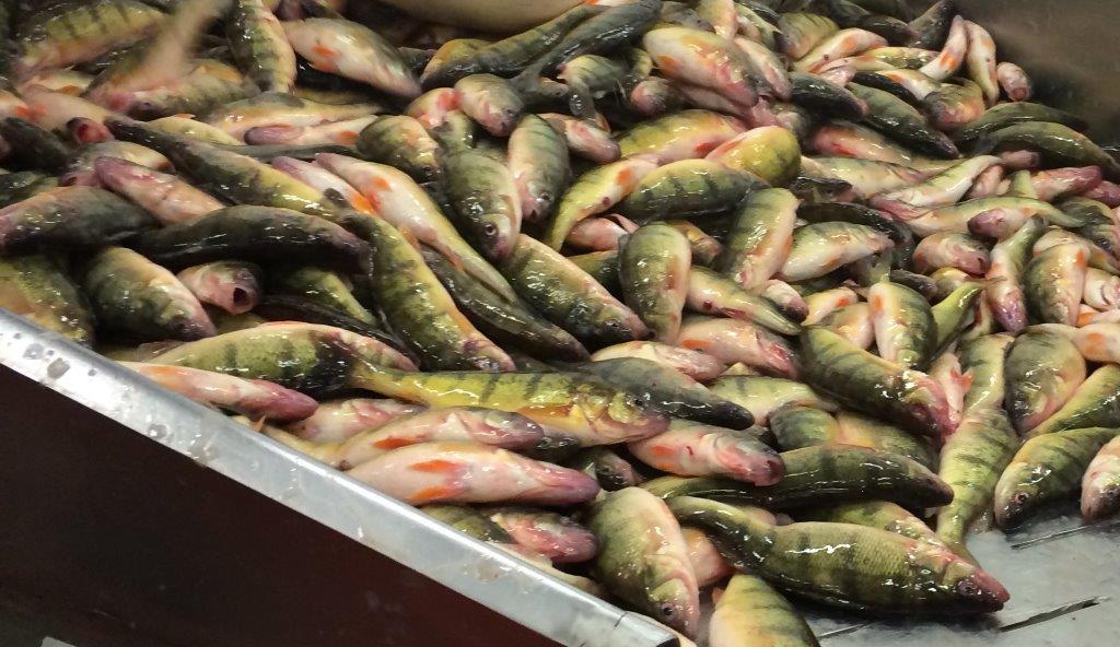 Taylor Fish Company | 419 Erie St S, Wheatley, ON N0P 2P0, Canada | Phone: (519) 825-7366